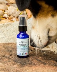 Border collie sniffing Earth Buddy Quick Calm 250mg CBD health supplements for dogs.
