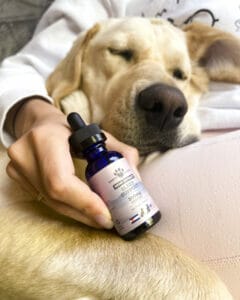 Yellow lab sleeping in owner's lap holding a bottle of Earth Buddy Sleep Support with CBN for dogs to help dogs get more restful sleep. 