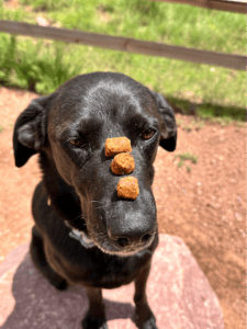 Black Lab sitting patiently with 3 Earth Buddy CBD soft treats for dogs to help with separation anxiety and excited behavior. 