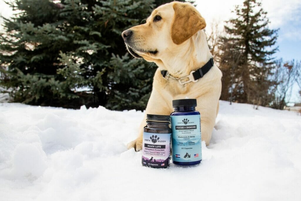Yellow lab sitting in snow behind bottles of Earth Buddy mushroom capsules and Maxx Life with glutathione and quercetin for dogs.