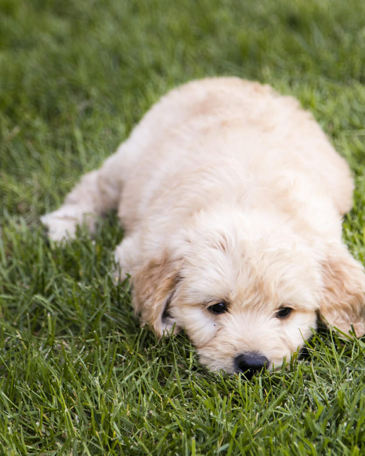 how-many-hours-a-day-do-dogs-sleep-earth-buddy