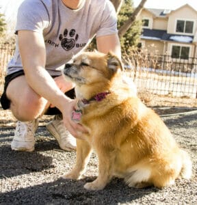 small dog with tan coat getting pet by owner wearing a earth buddy t-shirt. Read this blog to learn how much do dogs sleep per day.