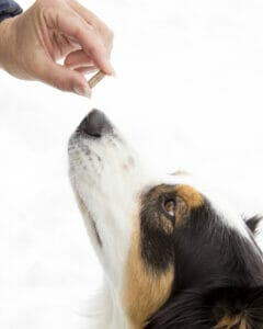 Hand giving white with black and brown spotted dog a pill with Earth Buddy Maxx Life that contains Glutathione for dog’s liver health.