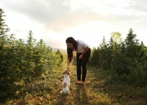 Woman giving small jack russel terrier an Earth Buddy cbd treat for dogs on an organic hemp farm. Read this article for potential health benefits of CBD and CBDv for dogs. 