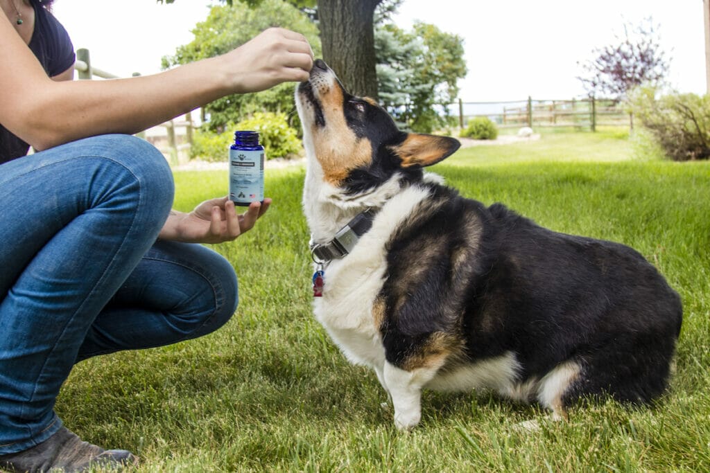 Woman giving a black with brown and white spotted Corgi Earth Buddy mushroom capsules with CBD for dogs.