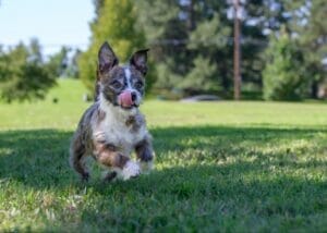 Brown with white chest mixed breed dog running with tongue out. Read this blog to learn more about how reishi mushrooms can decrease anxiety in dogs. 