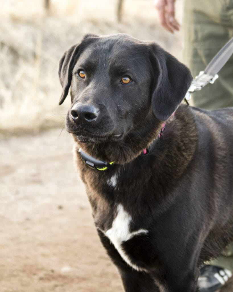 Black labrador with white spot on chest looking anxious on a leash. Read this article to form a relaxation protocol for your dog and read all the cues.