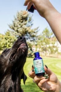 Black labrador with tongue peaking out waiting for a dropper full of Earth Buddy full spectrum cbda and cbd oil for dogs. 