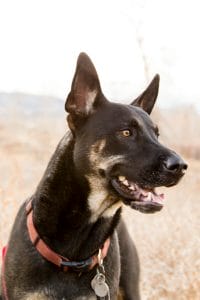 Black Belgian Malinois outside looking alert. Dogs need outside activity and mental stimulation to calm down barking.