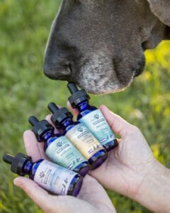 Great Dane sniffing 4 different CBD oils for dogs made by Earth Buddy with full spectrum CBD to help with separation anxiety. 