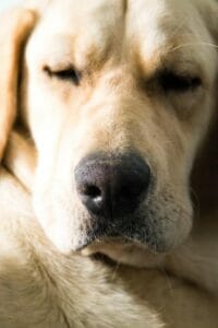 Yellow labrador sleeping after taking one of Earth Buddy’s best calming treats for dogs. Dog barking is a sign of stress in dogs. 