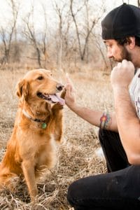 Golden Retriever working on behavior training with the owner for an Earth Buddy CBD dog treat.