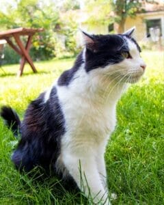 Black & white cat sitting outside in grass. Coconut oil contains natural anti-inflammatory properties for cats. 