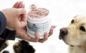 Yellow lab and border collie sitting in snow waiting for a scoop of Earth Buddy’s Gut Health with colostrum for dogs to support digestive health in pets. 