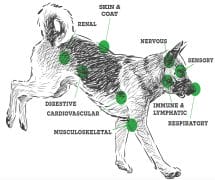 Graphic of dog endocannabinoid system and different cannabinoid receptor sites. 