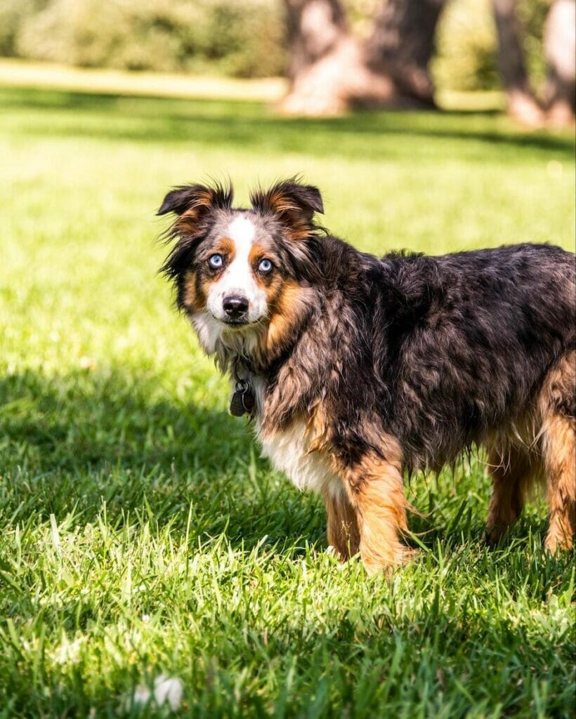 Brown & white australian shepherd in a field of grass. Read this article to learn more about chewing mental stimulation combined with CBD oil for dogs promotes longevity.