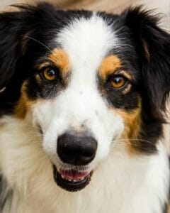Black & white border collie with brown spots. Grain free diets are often an option for pets with food allergies.