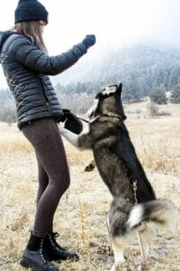 Siberian Husky jumping up on a woman outside in Colorado. Exercise can reduce dog’s barking and separation anxiety. 