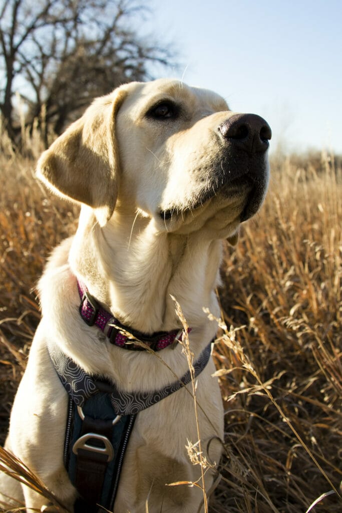 Yellow lab outside on a fall day in Colorado. Read this article to learn more about how functional mushrooms can influence t cell memory in dogs.