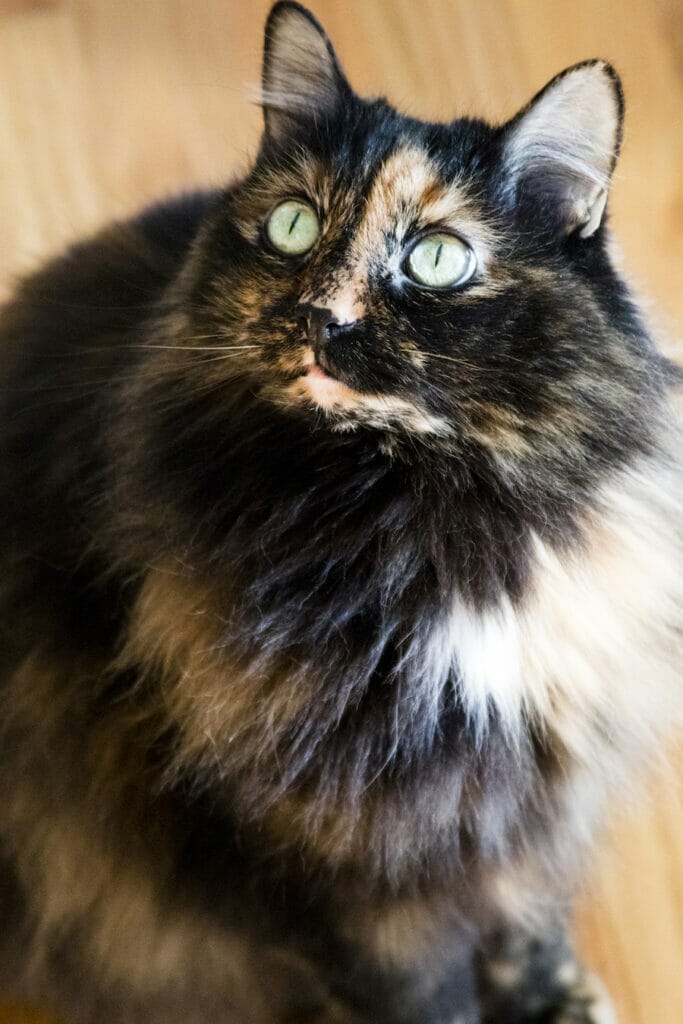 Long haired black cat with brown and white spots looking up with green eyes. Read this article to learn more about the benefits of mct oil for cats.