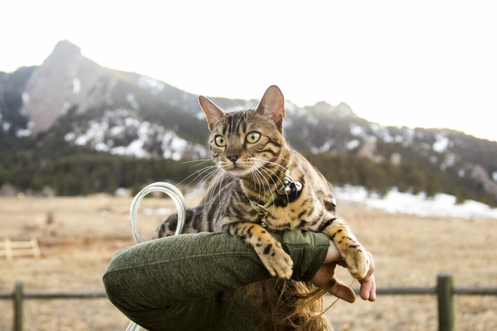 Brown with black striped cat sitting at attention on owners shoulders in the rocky mountains of colorado. MCT oil can improve digestion in cats.