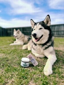 2 Siberian huskies laying down in the backyard with a bottle and jar of Earth Buddy powdered extract mushrooms for dogs and CBN for dogs.