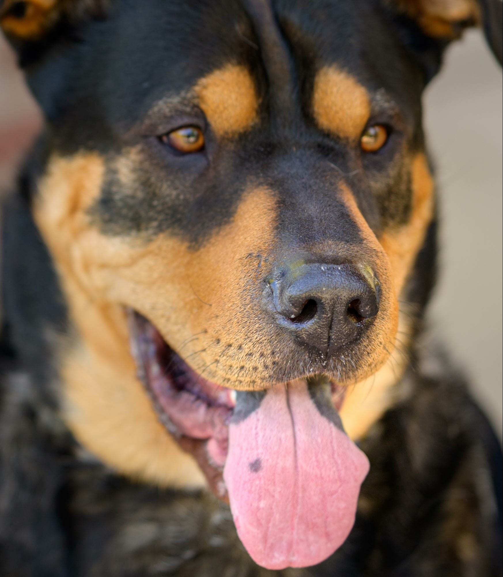 Can dogs clearance eat portobello mushrooms