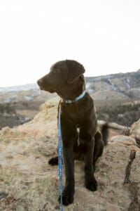 Black lab sitting on a boulder outside in Colorado mountains. Read this article to learn about how mushrooms for dogs and cats can activate a balanced immune response. 