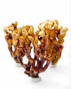 Species of reishi mushrooms for dogs called deer antler reishi that is used in Earth Buddy mushroom products for dogs. 