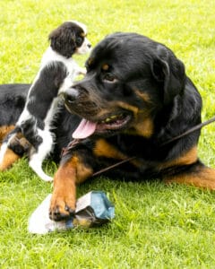 Rottweiler laying down with a small, black and white dog climbing over him. Regardless of size your dog should be well-behaved with other dogs. 