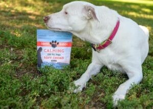 White dog laying down next to new Earth Buddy CBD treats for anxiety. Read this article on how to use CBD for dogs in conjunction with behavior modification training.