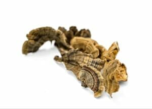 A pile of turkey tail mushrooms for dogs used in Earth Buddy mushroom supplements for pets. Turkey tail mushrooms have shown to support dogs with cancer. 