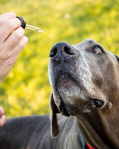 Grey Great Dane taking some Earth Buddy Organic CBD oil out of a dropper. CBD oil for dogs is best given with food, but CBD oil can also be given on an empty stomach for quicker effects. 
