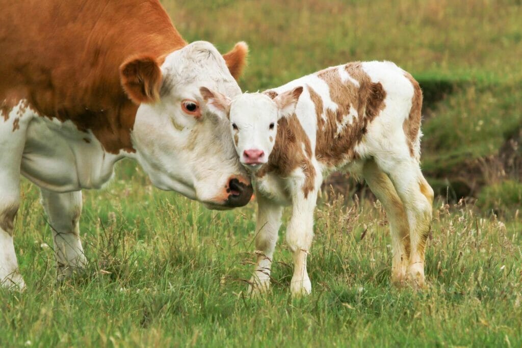 Brown and white mother cow with baby calf cow in the field nestling. Colostrum supplements for dogs and cats improve nutrient absorption.