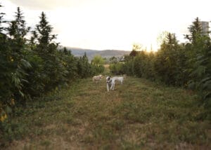 3 Jack Russell dogs on Earth Buddy’s organic hemp farm at the end of the growing season. Organic hemp extracts containing CBD and CBDa oil for dogs activates the endocannabinoid system. 