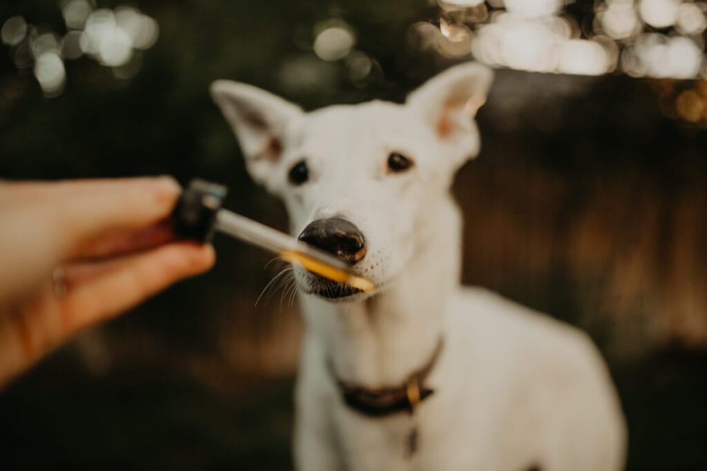 White dog taking Earth buddy CBD oil for dogs. Read more to learn what you can give a dog to help them sleep