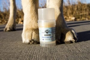 Yellow lab paws behind a tube of Earth Buddy CBD Paw & Skin Balm for dogs with dry noses. Our CBD balm for dogs contains coconut oil which helps nourish dry skin. 