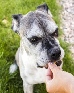 Older Boxer mix with grey fur eating an Earth Buddy CBD treat for dogs. Boxers and other brachycephalic dogs are prone to dry noses. 