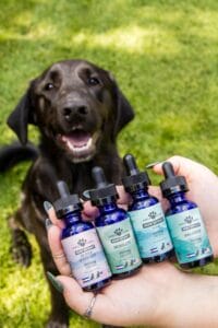 Black Lab looking excited about Earth Buddy’s 4 different Organic Hemp Extracts containing CBDa oil, CBN oil, and CBD oil for dogs.
