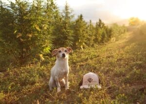 Jack Russel sitting next to Earth Buddy hat on an organic hemp farm in colorado. Raw cbda oil for dogs acts on pain receptors the same as nsaids. 
