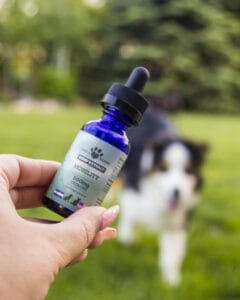 Hand holding a blue bottle of Earth Buddy Mobility Hemp Extract with Bernese Mountain Dog in the background. CBDa oil for dogs improves aches and pains in the joints of older dogs.