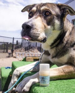 Dark brown and white coated, older dog with tongue out waiting for some Earth Buddy full spectrum CBD balm with CBG oil for dogs. 