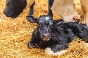 Baby calf laying in hay while mother cow sniffs her baby. Colostrum benefits the digestive system of dogs and cats and improves stool quality. 