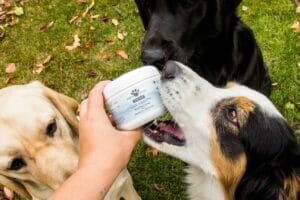 Yellow lab, black lab, and border collie biting at Earth Buddy Gut Health with colostrum for irritated skin in dogs.