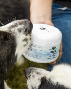Black & white border collies sniffing a jar of Earth Buddy Gut Health supplement containing colostrum to help upset stomach dogs. 