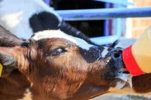 Baby calf drinking mother’s milk from a bottle on a dairy farm in canada. Colostrum balances the bacteria in the gut microbiome. 