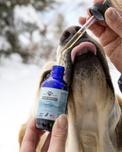 Yellow lab licking a dropper full of Earth Buddy’s organic CBD oil. CBD oil for dogs can help with pain relief. 