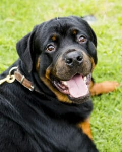 Black Rottweiler laying down in grass with leash on. Dogs often eat grass to soothe their upset stomach. 