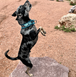 Black & grey dog standing on hind legs. For dogs vitamins, the quality and sourcing is important for their longevity. 