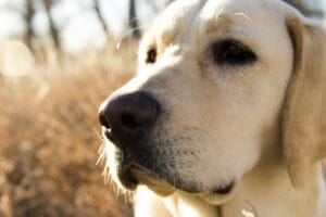 Yellow lab in the outdoors with a wet nose. Dogs can develop a dry nose from autoimmune diseases.